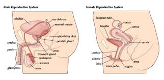 Welcome to innerbody.com, a free educational resource for learning about human anatomy and physiology. Reproductive System Students Britannica Kids Homework Help