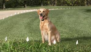 Visitors will see a brightly colored fence and show more interest in what's inside. Install An Electronic Dog Fence