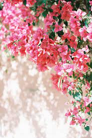 Pin On Bougainvillea