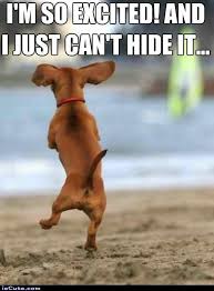 I M So Excited I Love Dogs Cute Animals Dogs