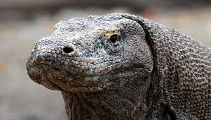 Maybe you would like to learn more about one of these? Mengapa Pulau Komodo Dijuluki Jurassic Park Nasional Tempo Co