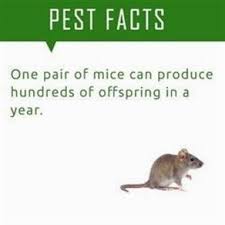 I never felt ashamed for having. Pin On Pest Control Roaches