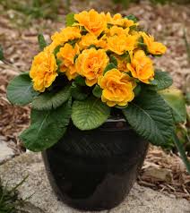 Image result for Primula