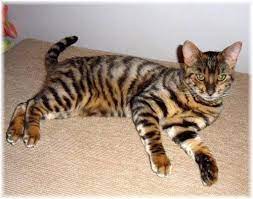 Tiger House Cat Cross Toyger Cat Toyger Kitten Cat Breeds
