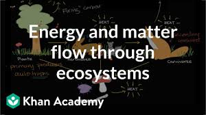 Flow Of Energy And Matter Through Ecosystems Video Khan