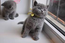 Kucing british shorthair golden biasanya ped dan jarang sekali ada yang non ped. British Shorthair Kittens Ad 253578 Malaysia Ad Free Ads 80 000 Local Ads