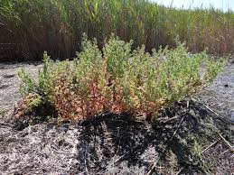 Image result for Suaeda