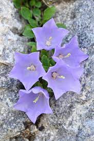 Campanula Raineri Campanula Dell Arciduca Rainers Glockenblume Campanule De Rainer Rainerjeva Zvoncnica Campanulaceae Alpine Flowers Garden Plants Alpine Plants