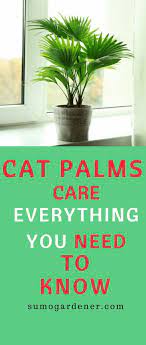 Cat Palms Care Everything You Need To Know Palm Plant Care Growing Food Indoors Hydroponic Gardening