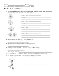 Both of these processes are important in homeostasis as well as human reproduction. Comparing Mitosis And Meiosis Lab 17 Answer Key Doc Template Pdffiller