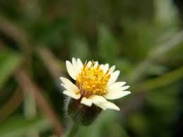 Maybe you would like to learn more about one of these? Bunga Liar Di Tepi Jalan Steemit