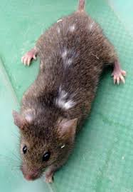 Check spelling or type a new query. Self Domesticating Mice Suggest Some Animals Tamed Themselves Without Human Intervention Science Aaas