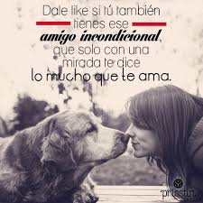 En Honor De Esos Amigos Incondicionales Que Nos Regalan Amor Todos Los Dias Mascotas Perro Gato Perros Frases Amor De Perro Amantes De Perros