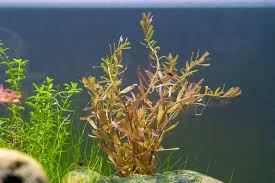 Image result for Rotala tenella