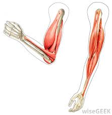 This diagram with labels depicts and explains the details of arm muscles diagram. How Can I Tighten Loose Arm Skin With Pictures