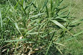 Image result for Phalaris