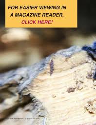 I talk about how the lacey act of 1900. The Spinnerette Issue 13 Typhochlaena Seladonia Flip Book Pages 1 48 Pubhtml5