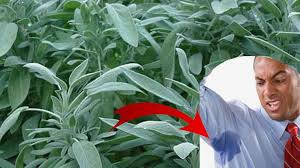 Transpiratie puternica la cap, in special la copiii cu capul mare si craniul neinchis. Tratament Natural Impotriva TranspiraÈ›iei Excesive Secretele Com