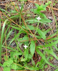 It is a spreading, matted perennial with opposite leaves, often mottled because of a virus that attacks the. Summer Wildflower Florida Womack Creek A Paddler S Guide To The Flowering Plants Page 2