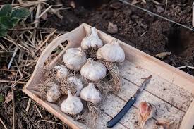 Wann erntet man den knoblauch? Knoblauch Stecken Osmers Garten