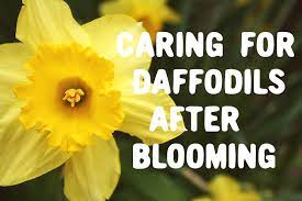 Caring For Daffodils After Blooming Mrbrownthumb Daffodils Daffodils Planting Daffodil Gardening