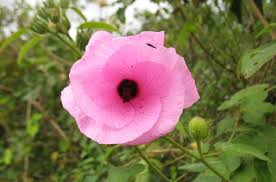 Image result for Hibiscus mastersianus