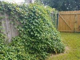 How to get rid of vines in yard. Controlling Weedy Vines