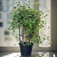 Image result for Tristellateia