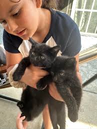 Black kittens and mom need new home