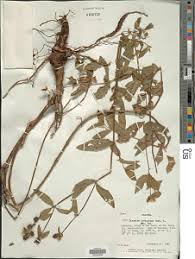 Image result for Dissotis irvingiana