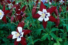 Pin On Perennial Annual Plants