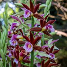 Image result for Phaius occidentalis