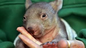 Image result for Northern hairy-nosed wombat