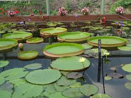 Check spelling or type a new query. The Most Beautiful Day Out Review Of Blue Lotus Water Garden Yarra Junction Australia Tripadvisor