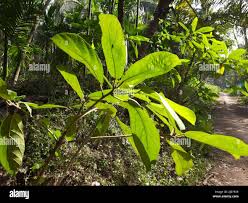 Revdanda near Alibag state Maharashtra ...