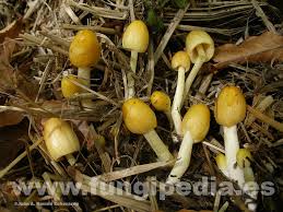 Image result for Bolbitius sp.