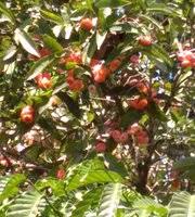 The washington tree fruit research commission (wstfrc) installed geneva rootstocks trials in three locations with multiple scions in. Bell Fruit Tree At Yedamakky Picture Of Yedamakky Plantations Virajpet Tripadvisor