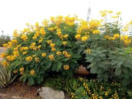 Image result for Caesalpinia