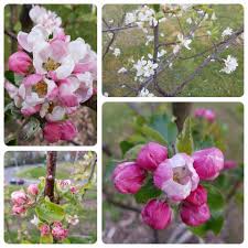 Potted fruit trees can often be overwintered. Tayport Fruit Tree Walk And Fruiting Hedge Plant Tayport Community Garden