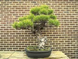 The training starts with your area of need and then. Unusual Architecture Bonsai Trees