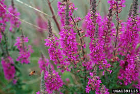Purple flowers in washington state. Got Pests