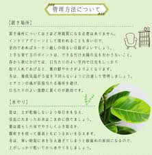 フィカス アルテシマ 7号鉢 フィカス アルテシーマ ゴムの木 観葉植物 観葉植物 エーデルワイス 花の贈り物 フラワーギフト通販 花宅配 水戸市