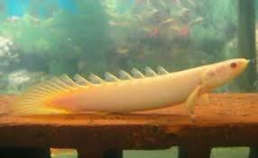 Senegalus Bichir Fish Kingdom Freshwater Fish Fish Tank