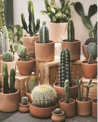 Cactus Is Which Type Of Plant Plant Decor Cactus Plants Cactus Pot