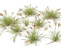 Image result for Aristida stipoides