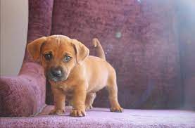 Basset hound x blue heeler mix = basset heeler. 18 Pit Bulls Mixed With Basset Hound The Paws