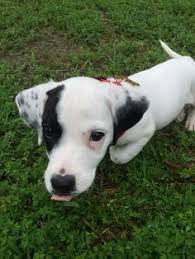 These cute dogs have long, narrow snouts and were bred to be compact but fearless hunting dogs. 10 The Spotted Dog Ideas Spotted Dog Dogs White Puppies