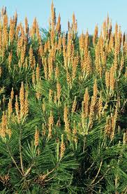 Image result for Hunteria densiflora