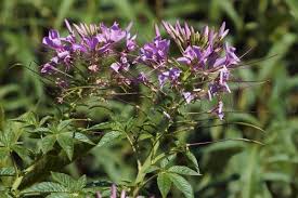 Image result for Cleome houtteana