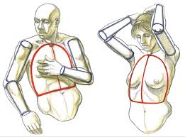 Structures And Planes Of The Figure Classic Human Anatomy In Motion The Artist S Guide To The Dynamics Of Figure Drawing
